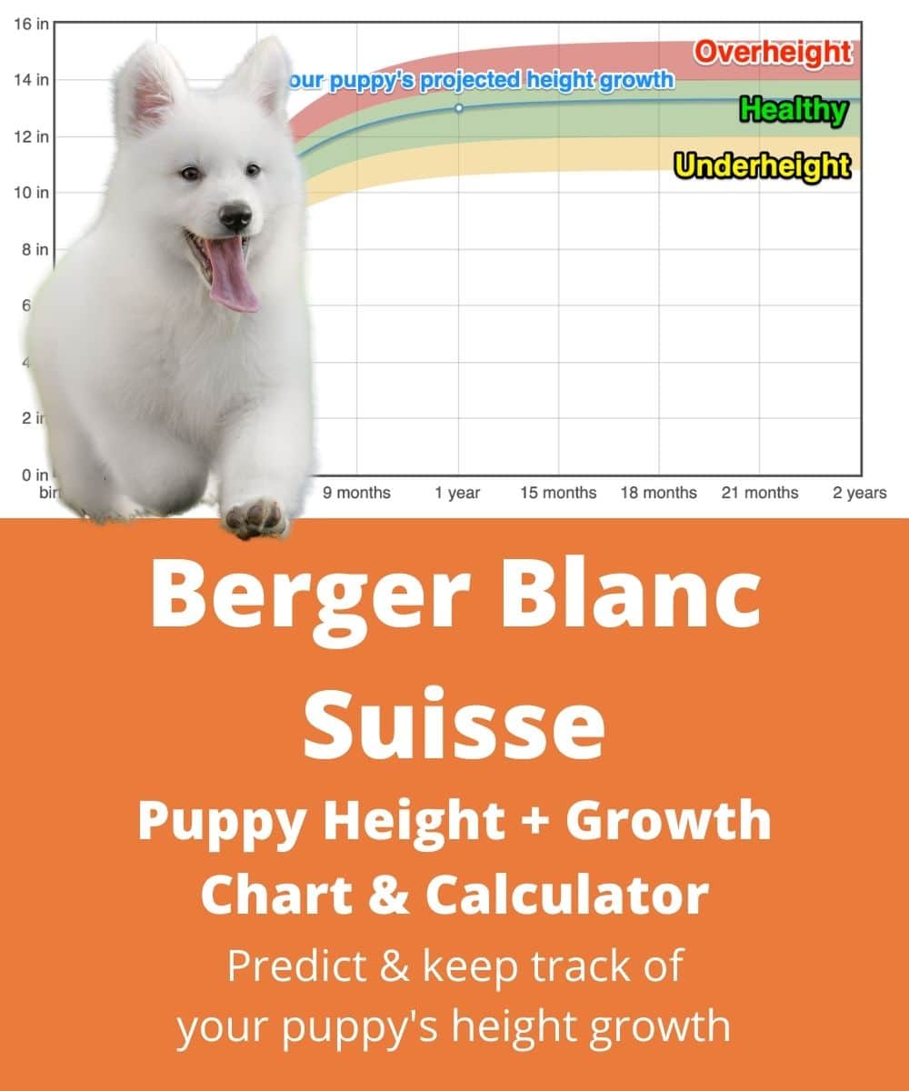 berger-blanc-suisse Puppy height Growth Chart berger-blanc-suisse Puppy height Growth Chart